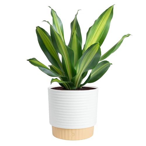 Costa Farms Dracaena Golden Heart Live Indoor Plant, Easy to