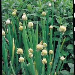Welsh Onion - Allium fistulosum - perennial - 150 seeds