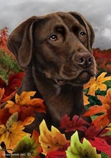 Amazonfr Chien Labrador Chocolat