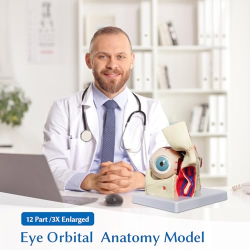 Image of JNMFTD Human Eye Orbital Anatomy Model, 3X Enlarged 12 Parts Removable Eyeball Orbital Model Showing Optic Nerve Cornea Iris Lens and Vitreous Body with Product Manual for Medical Teaching Research