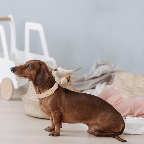 Petiry Soft Pink Dog Collar with Safety Metal Buckle Adjustable Durable Comfort Velvet Corduroy Puppy Collars for Small Dogs Neck 25-38cm,Baby Pink - Image 2