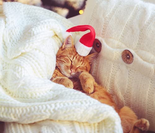 Alsino Set di 4 Cappelli Sacaldauova | Babbo