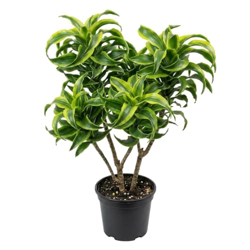 Variegate Dracaena Plant Live Indoor 4 Pot Curly Dracaena Tree Ornamental Houseplant