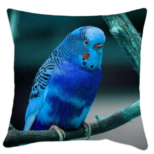 Akshant Gift Wrap Parrot Printed Soft Polyester Blue Throw Pillow with Filler for Valentine Akshant Gift, Size-12x12 Inches Set of 1 Pcs