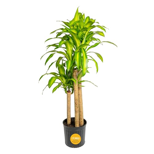 Costa Farms Dracaena Mass Cane Extra Large Live Indoor Plant 4-5 Feet Tall XL Giant Floor Plant in Growers Pot Towering Live Tropical Tree for Home or Office Easy Care Low Light Houseplant