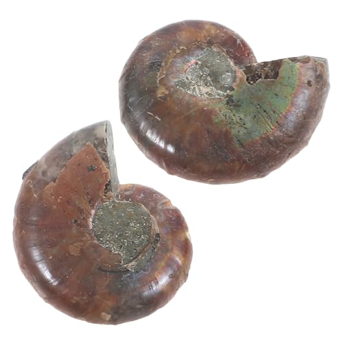 Mobestech Intricate Ammonite Educational Model for Boys and Girls Geology Learning Tool Safe Material Specimen