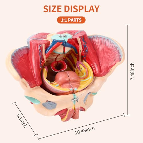 Image of SFXYJ Human Female Pelvis Anatomy Model,Life Size 4 Parts Removable Organs with Instruction Manual,Pelvic Floor Muscles, Perineum,Vessels Nerves & Reproductive System,for Medical Education Study