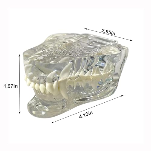 Image of Canine Dental Dog TransparentTeeth Model Pet Clinic Anatomical Tooth Jaw for Veterinary Education Decoration Demo (Clear Dog Tooth Model)