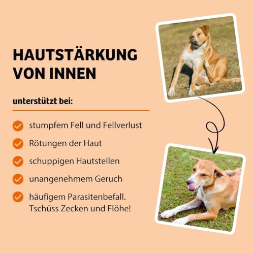 BugBell 60g Knabbersticks Karotte – vegane Hundesnacks fettarm – Ansicht 2