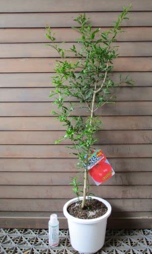 Amazon.co.jp: 【6寸鉢植え】 カリフォルニア 巨大ザクロ 《果樹苗