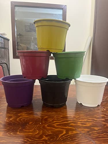 Pot's & Plant's Plastic Grower Pot Multicolor, 6 inch, Combo of 10 Colourful Grower Pot (Normal Nursery Pots)