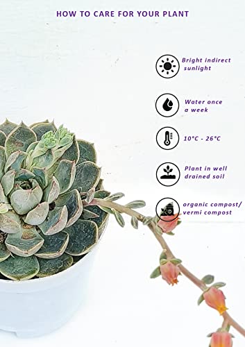 Image of Farm Storey Echeveria elegans succulent, live echeveria plant, live succulent plant