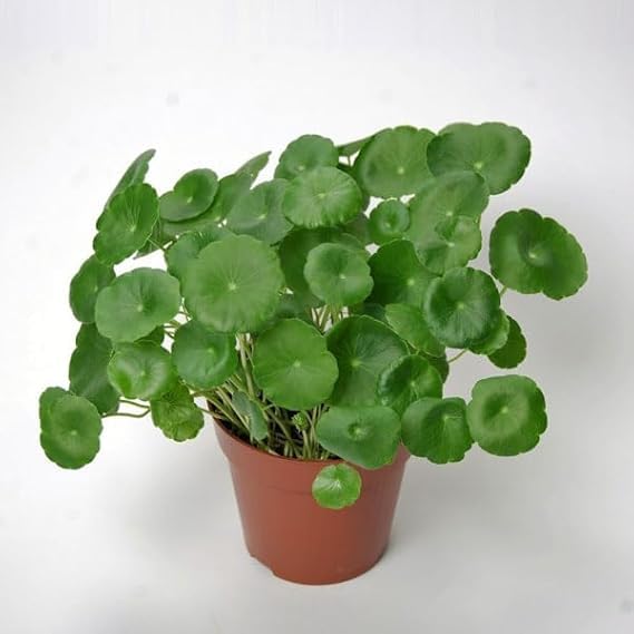 Image of Live Chinese Money Plant Coin Good Luck Feng Shui Plant pilea peperomioides pancake missionary plant indoor outdoor plant for office desk balcony terrace garden and home .with white pot (pack of 1)