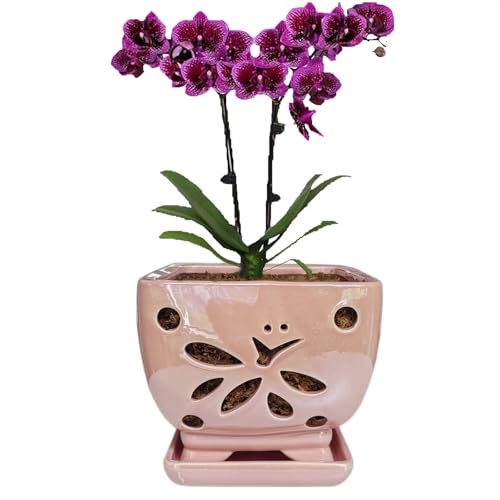 Grdthzey Orchid Pots with Holes Square Ceramic Orchid...