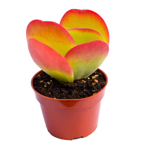 Live Paddle Plant Succulent – Kalanchoe Thysiflora - Fully Rooted 4-Inch Paddle Plant Succulent