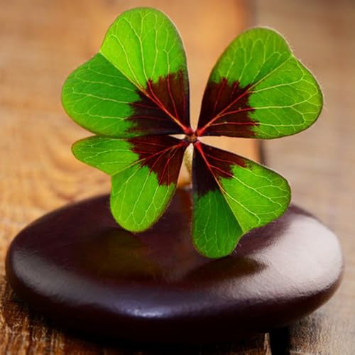 giardino di semi di trifoglio fortunato perenni, balcone quadrifoglio per balcone, campo balcone, decorazione 40pcs