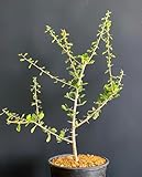 Commiphora Simplicifolia Plant, Madagascar Guggul Myrrh Tree, 12-Inch Live Specimen by Exotic-Succulent-Collection