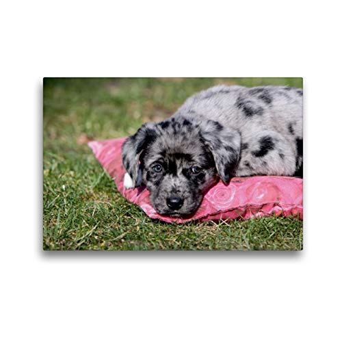 Preisvergleich Produktbild CALVENDO Australian Shepherd Mischlingswelpe