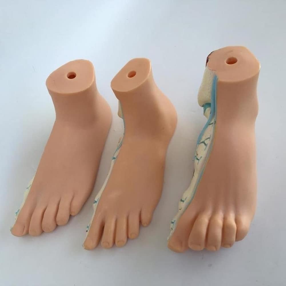 Lot de 3 pieds humains normaux arqués - Modèle anatomique coloré - En PVC