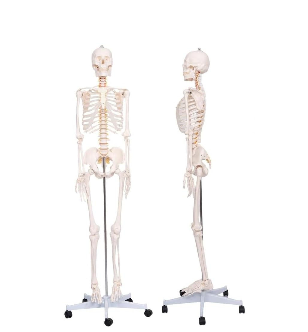 Modelo de esqueleto humano de tamaño natural de 70,8 pulgadas con nervioso y arteria carótida, esqueleto de anatomía posible en soporte rodante, 1 Uds.