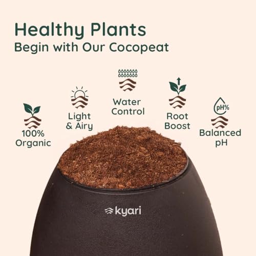 Image of Kyari Money Variegated Indoor Live Plants with Black Self Watering Pot - Oval Pot 4 Inch