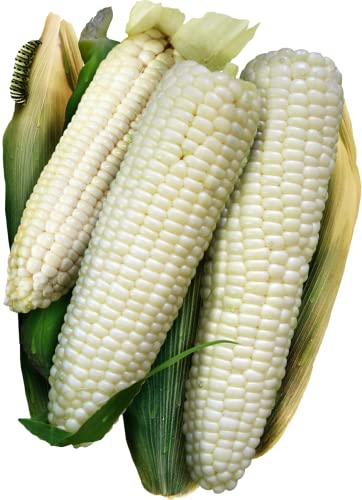 Seed Needs, 180+ Seeds Silver Queen Sweet Corn Seeds For Planting (Zea Mays) Heirloom Vegetable Non-Gmo & Untreated - Bulk #TOP19