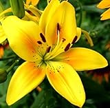(1) Gorgeous Yellow Country Asiatic Lily Bulb Flowering Perennial Year After Year