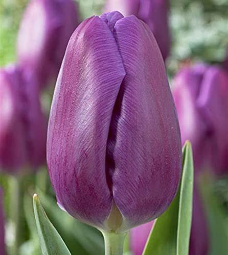 Bulbi di tulipano in VENDITA/Squisiti/Balcone/Di 'aspetto/Giardino/Adattabile/issimi colori/Bulbi di tulipano viola-15 Lampadine