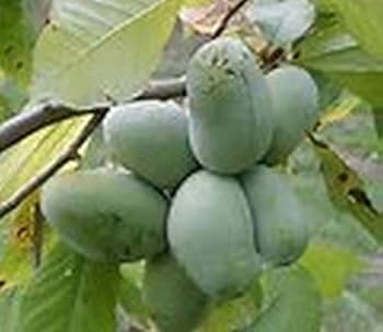 Amazon.co.jp: 冷凍保存 ポポー 幻の果実 500g 1パック - マンゴー科の