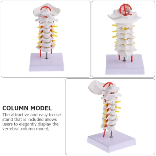 Modelo de columna cervical de PVC de alta fidelidad con soporte estable 7