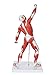 Axis Scientific 20” Mini Muscular System Model, Human Muscular Anatomy Model, Anatomy Models Human Body Muscles, Muscular Model, Includes Detailed Product Manual