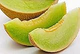 Melon Honey Dew Graines De Melon Vert Doux Biologique Sans Ogm Ag
