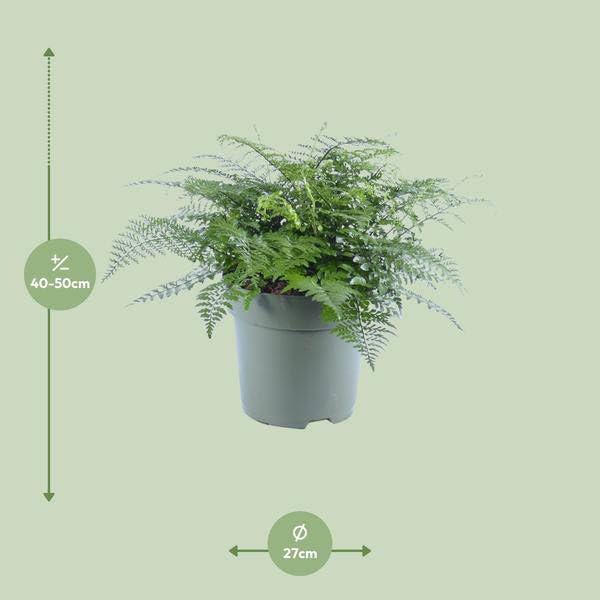 Nestfarn Asplenium Parvati Zimmerpflanze Ø27 cm 50 cm
