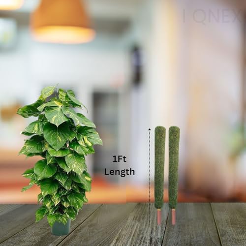 Image of IQNEX Plant Support Moss Stick- Green Grass Pole for Plants Support, Support Stick for Money Plant, Climbing Indoor Plants (Pack of 4, 1ft)
