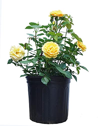 Rosa Julia Child (Floribunda Rose) Rose, yellow flowers, #3 - Size Container