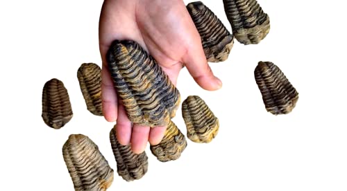 Image of Trilobites 4