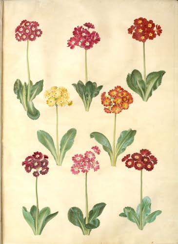 Peinture sur toile Primula Pubescens Holtzbecker pour habiller un mur vide 60x90