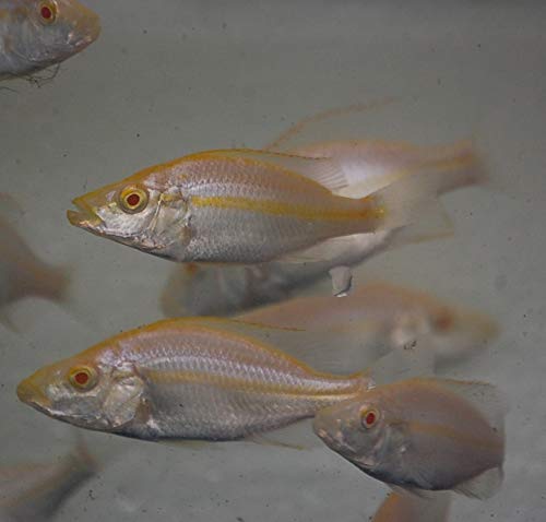 Quinn's Fins- Albino Dimidiochromis compressiceps- Albino Malawi Eye Biter (Large)