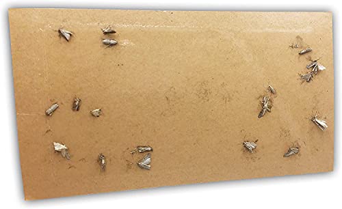 Shengkou - Effective And Refillable Dual Moth Pheromone Traps, Ultimate Solution To Clothes & Pantry Moth Control -4 Pack #TOP6