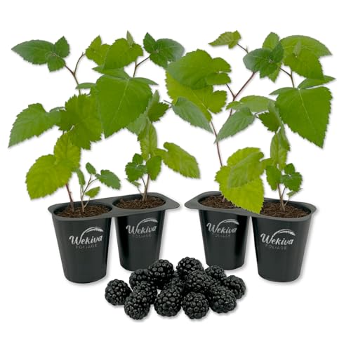 Triple Crown BlackBerry Plant - 4 Live Starter Plants - Rubus - Edible Fruit Bearing Bush for Patio and Garden