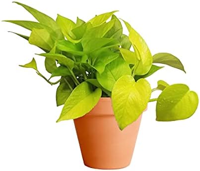 DECOALIVE Potho Dorado con Maceta de Cerámica Golden Pothos o Pot...