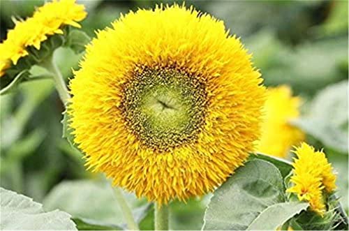 Rare Flower Seeds Sunflower Seeds 50/Pack (Helianthus Annus) Flower Seeds (Teddy Bear Sunflower) #TOP2