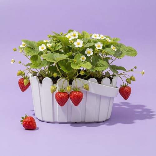 BUZZY Seeds Strawberry Grow Kit Large White Picket Fence Berry Basket with Grandian Strawberry Seeds, Indoor Plant Starter Kit, DIY Home Project Gardening Gift by BUZZY - Image 3