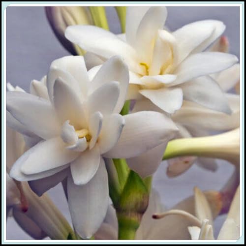 CUIKWA Nardos de aroma intenso y fácil de cultivar - Jardín sorpresa/Decoración de jardín-4bulbos-C