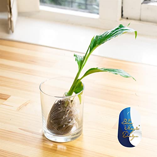 Blue Magic Design 3 Peace lily bare root cutting Air purifying indoor house plant Spathiphyllum starter 20-25cm