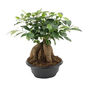 Bonsai van Botanicly – Chinese Vijg – Hoogte: 60 cm – Ficus microcarpa