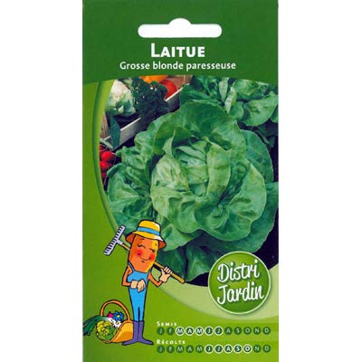 Laitue Grosse blonde paresseuse