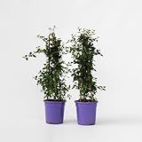 Plant in a Box