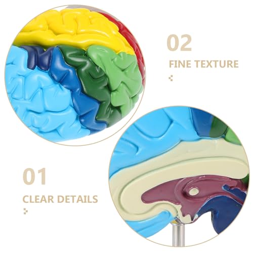 Modèle anatomique cerveau humain lavable pour révisions claires - 3