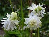 25+ Aquilegia Lime Sorbet Flower Seeds/Columbine/Perennial